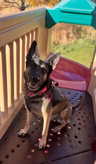 Drug Detection Dog for Schools