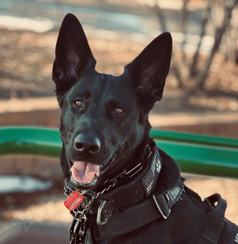 Denver Drug Detection Dogs